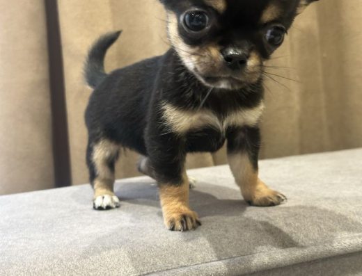 Продається дівчинка чихуахуа Рідкісний чорний окрас