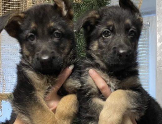 Продаються цуценята Німецької вівчарки