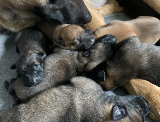 Продається дівчинка Бельгійської вівчарки (Малінуа) КСУ/FCI