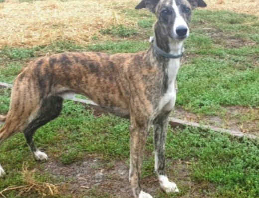 Уіппет (Мала англійська борза) Титулований кобель