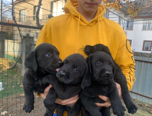 Цуценята Лабрадора шукають родину