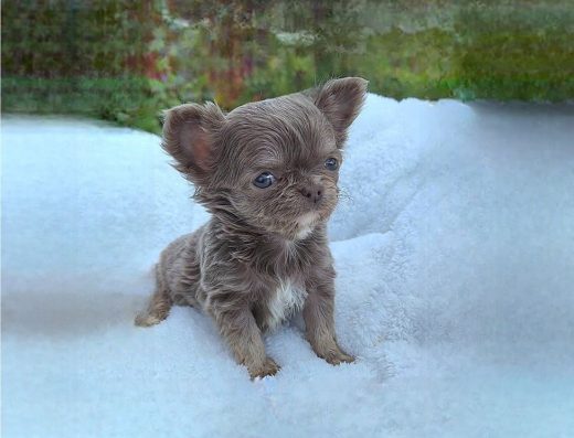 VIP Чихуахуа дівчинка типу Коббі Ексклюзивний окрас Ізабелла