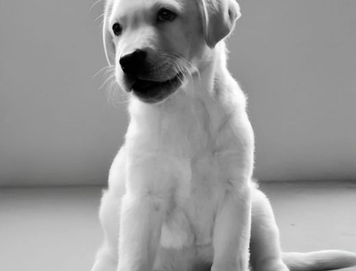 Цуценята Лабрадора ретривера від титулованих батьків Палеві та чорні