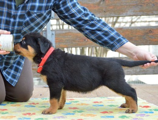 Цуценята Ротвейлера від титулованих батьків Готові до переїзду