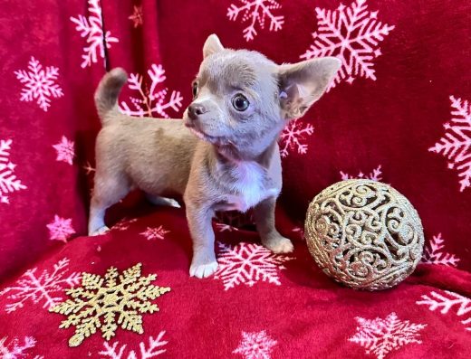 Продаж: Міні дівчинка Чихуахуа з щепленнями та документами
