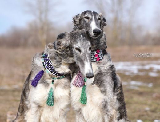 Цуценя Російського хорта Документи КСУ Робочі батьки