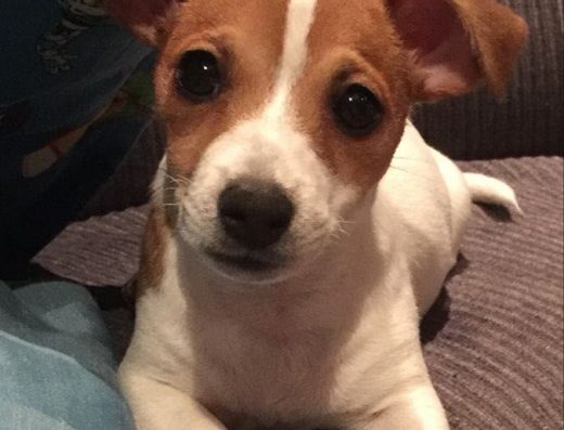 Цуценята Джек Рассел тер’єра Біколор Триколор Перше щеплення