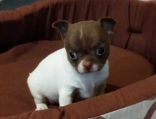 Дівчинка Чихуахуа Стандарт Тип Коббі