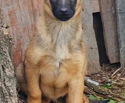 Цуценята Малінуа для виставок та охорони ЗКС Чемпіони