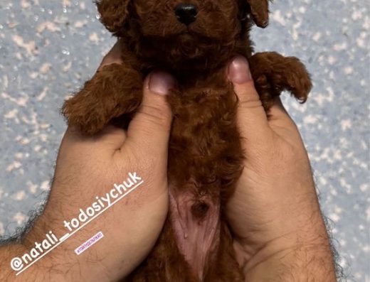 Хлопчик Той-пудель Ред Браун