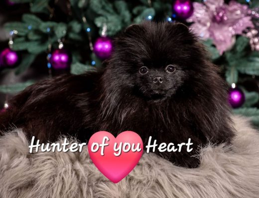 Ексклюзивний чорний Померанський шпіц