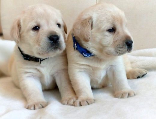 Цуценята Лабрадора Хлопчики та дівчатка м. Полтава