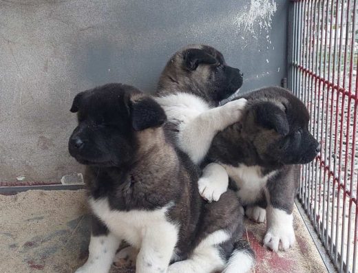 Чистокровні цуценята Американської акіти Від офіційного розплідника