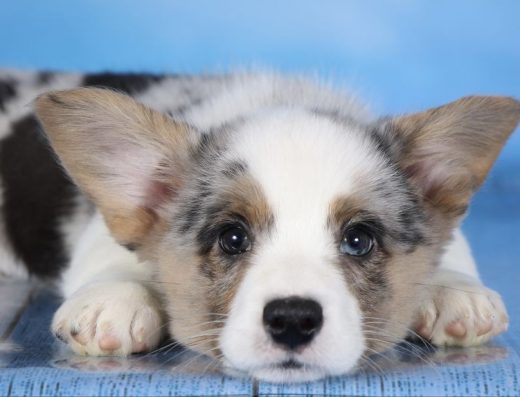 Вельш Коргі Кардиган Родовід КСУ/FCI