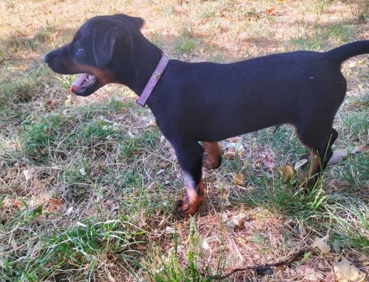 Ягдтер’єр Граф З родословом Німеччина/Словаччина