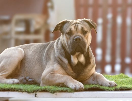 Ка Де Бо - Ка Де Бо (Майорський мастиф) Дорослий кобель Родовідпес