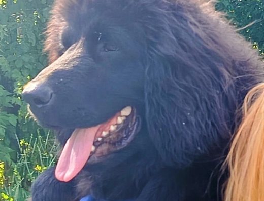 Тибетський мастиф Екстра класу КСУ