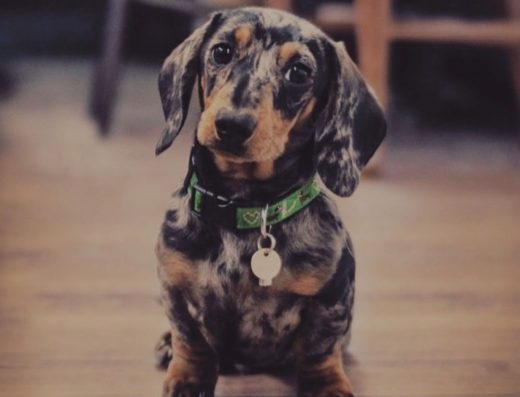 Цуценя Такси Активне та життєрадісне