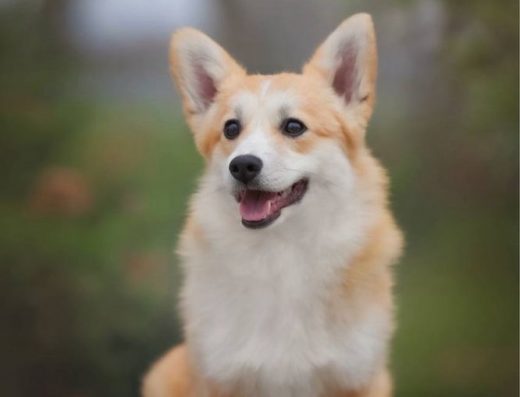 Вельш Коргі Пемброк (Дівчинка)