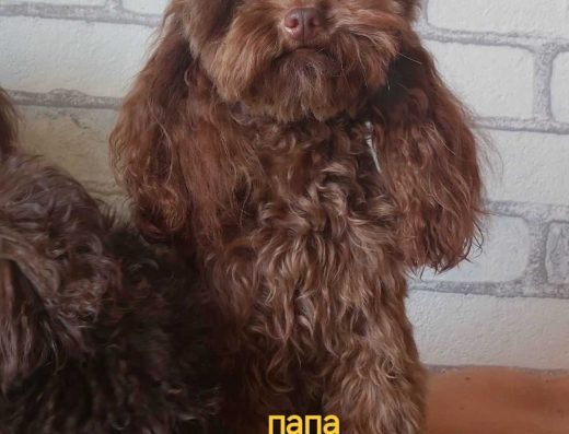 Чарівна дівчинка Пудель у рідкісному окрасі Мерле