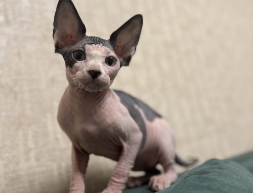 Канадцький сфінкс кошеня Лілу