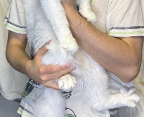 Мейн-Кун Дівчинка: Білий Окрас, Зелені Очі, WCF