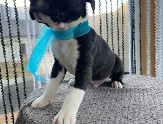 Американський стаффордширський тер’єр (амстафф)