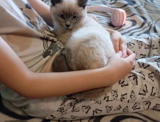 Шотландська Прямовуха Киця: Красуня, 6 Місяців