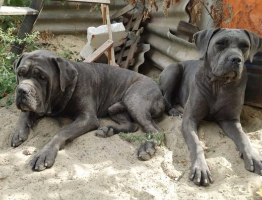 Кане корсо сірі , блакитні .