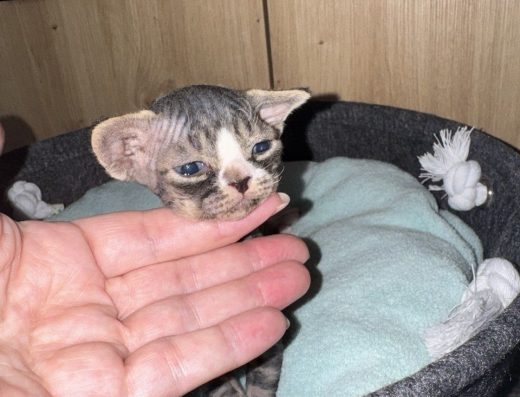 Девон-Рекс Хлопчик: Чорно-Білий, З Родоводом