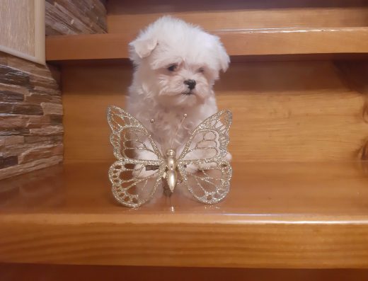 Девочка Мальтезе в КОРЕЙСКОМ типе!