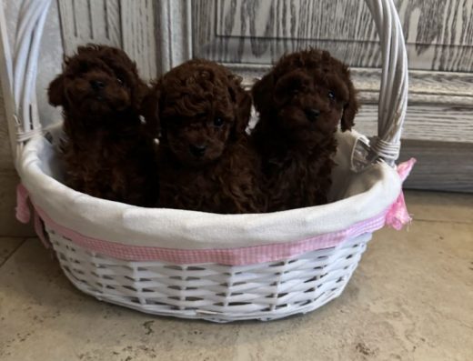 Той-пудель у насиченому окрасі Red-Braun