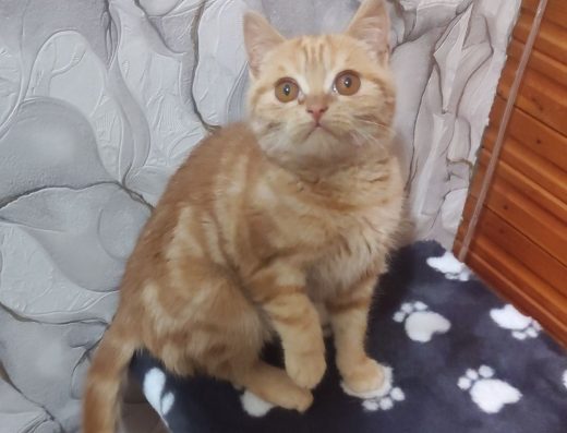 Шотландський Страйт: Червоний Мармур, 3,5 Місяці