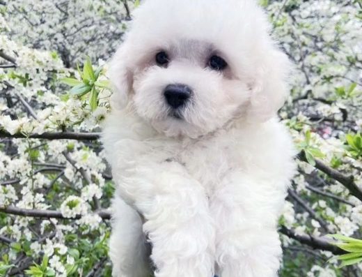 Дітки Бішон Фрізе.