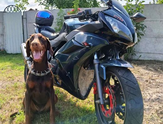 Дівчинка Добермана.