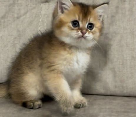 Кошенята породи Золота Шиншила