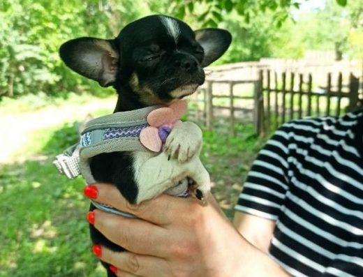 Продам цуценят міні-чихуахуа.