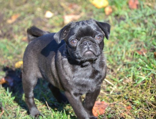 Продаю цуценя мопса.