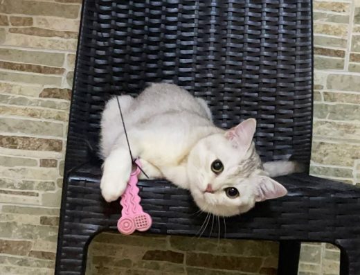 Шотландський Страйт: Хлопчик, Лілова Шиншила