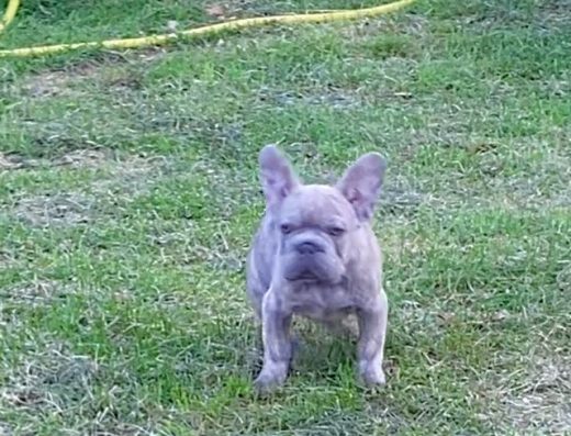 Надзвичайно красиві, доглянуті цуценята французького бульдога.