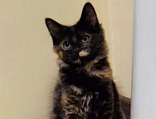 Дівчинка від Турецької Ангори