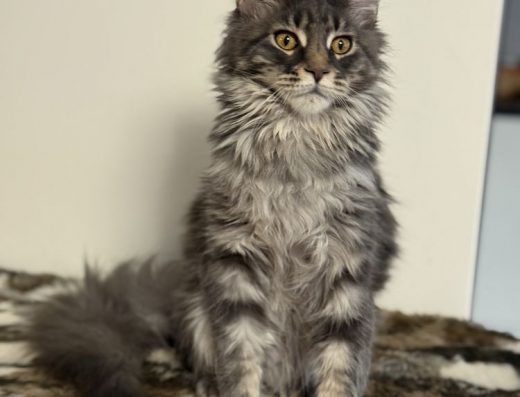 Мейн-Кун Дівчинка: Красуня, Вакцинована, Одеса