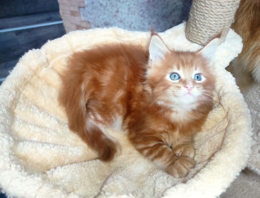 Мейн-Кун Кошенята: Рудий Окрас