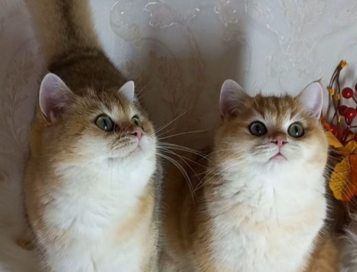 Британці: Золота Шиншила, Bear Type