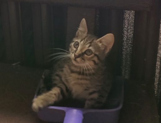 Бенгальський Метис: Дівчинка, 2,5 Місяці