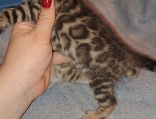 Бенгальські Кошенята: Золотий Окрас