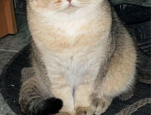 Золота Шиншила: Страйт, Документи WCF