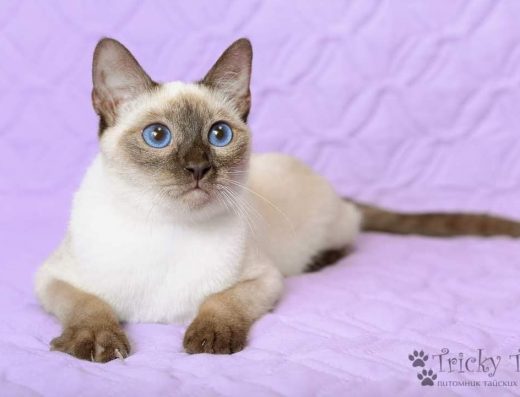 Тайський Хлопчик Дайсон: Шоколад-Поінт