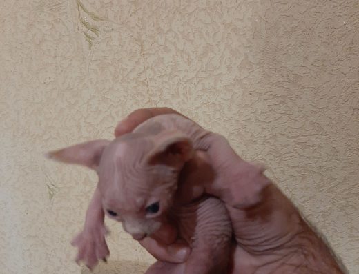 Канадський Сфінкс: Хлопчик, 2 Місяці