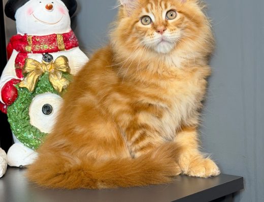 Мейн-кун: Шоу-Клас, Вогняний Лев